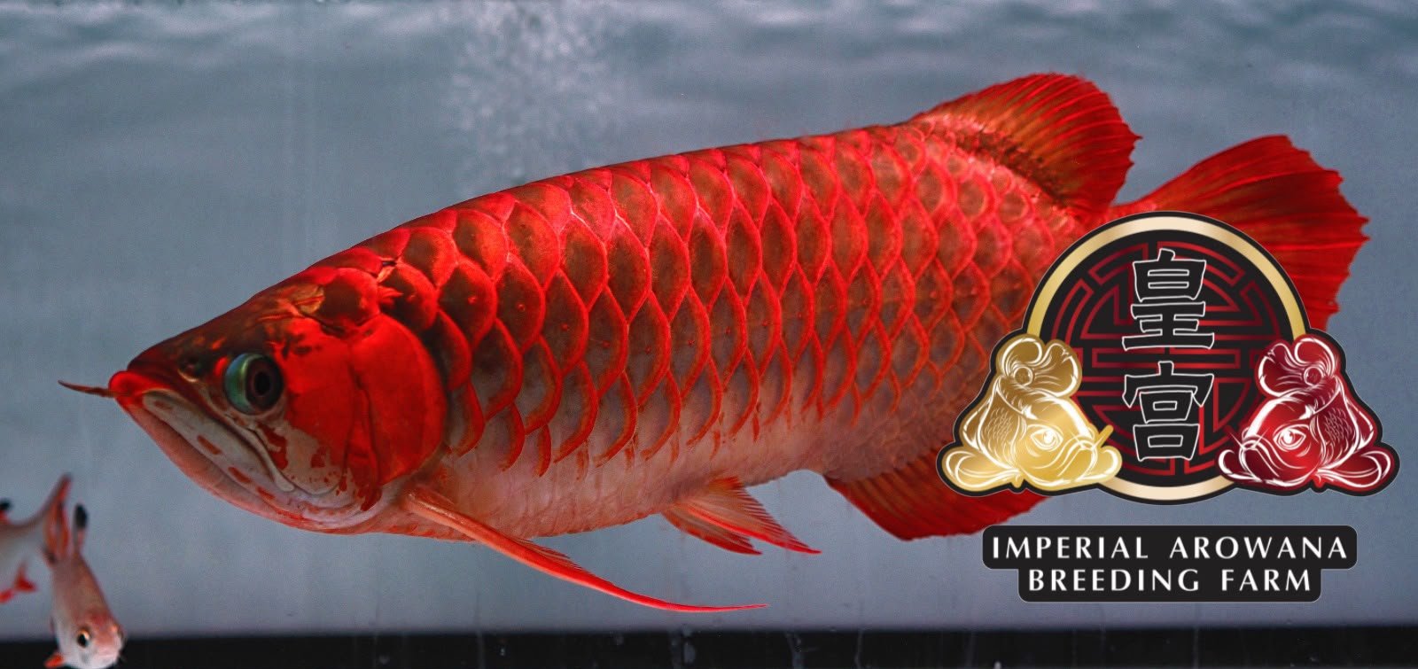 Because the fish that you choose matters