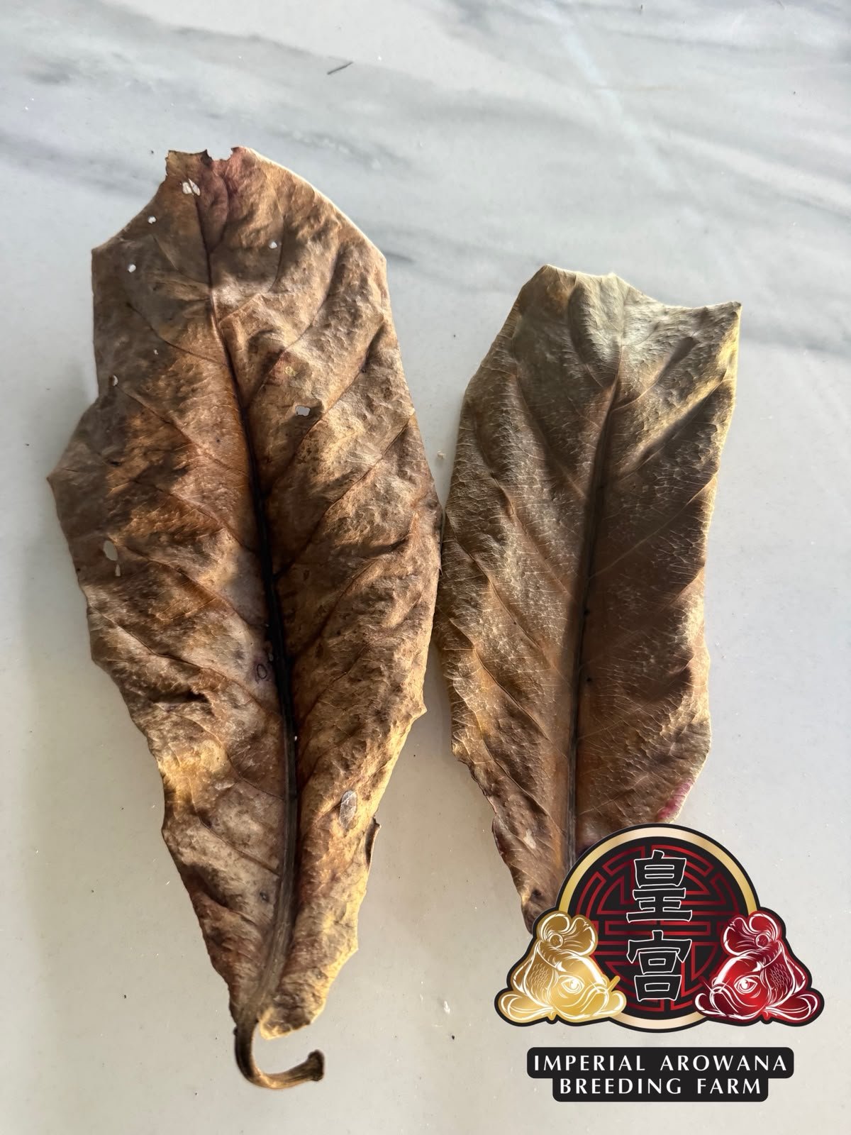 Ketapang Tree and their leaves