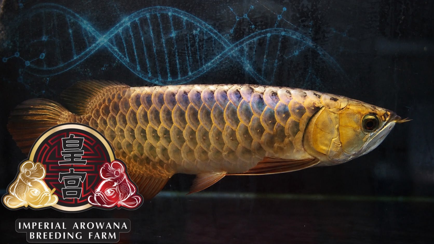 DNA Profiling and Selective Breeding: Building Quality into Every Generation