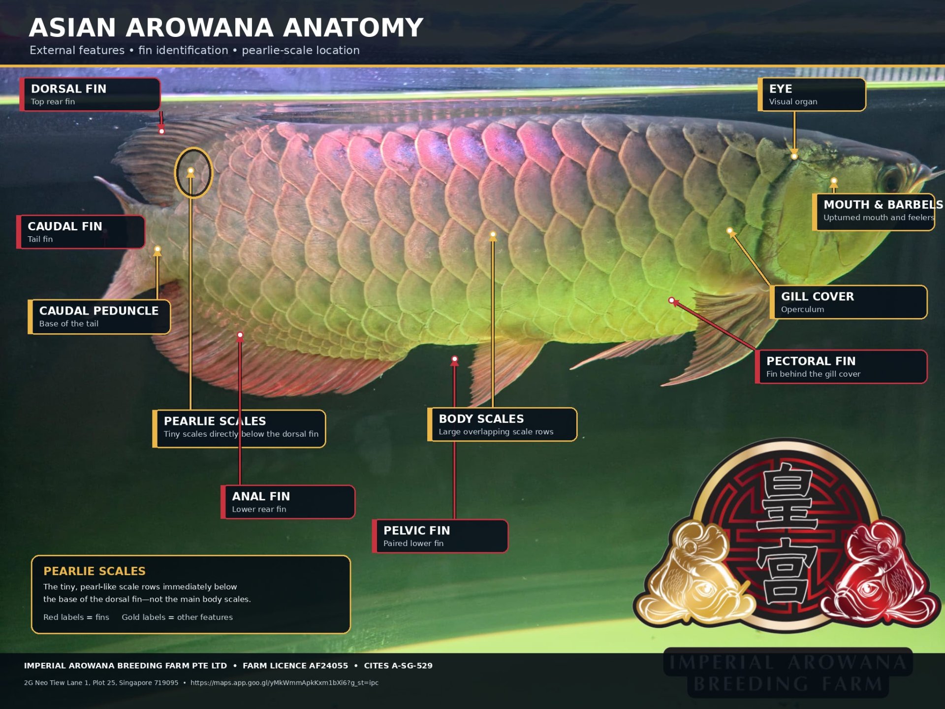 Anatomy of an Asian Arowana