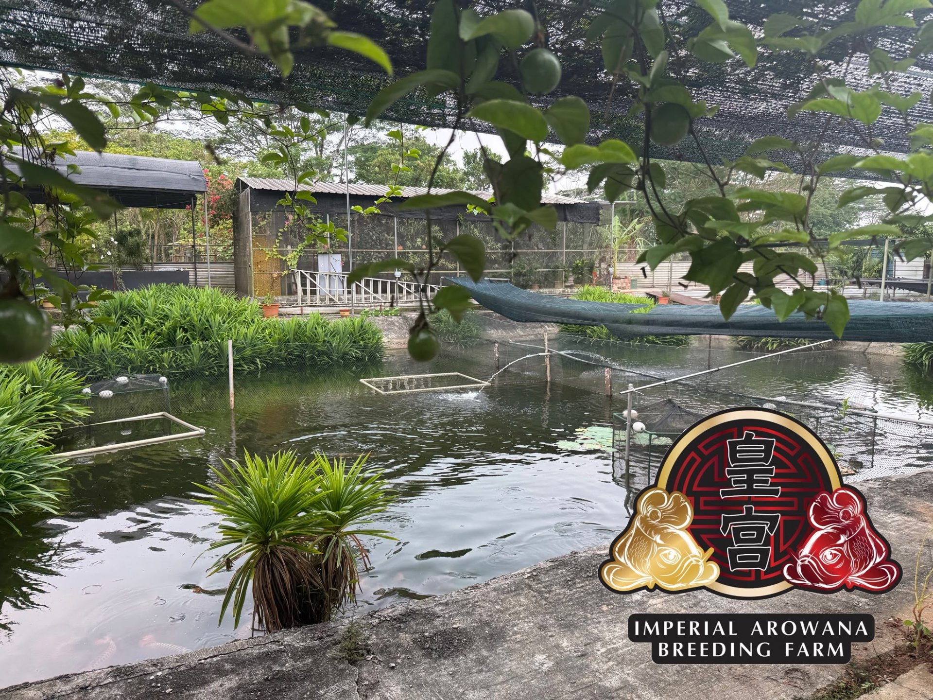 A Guide to Choosing an Ornamental Fish Shop in Singapore