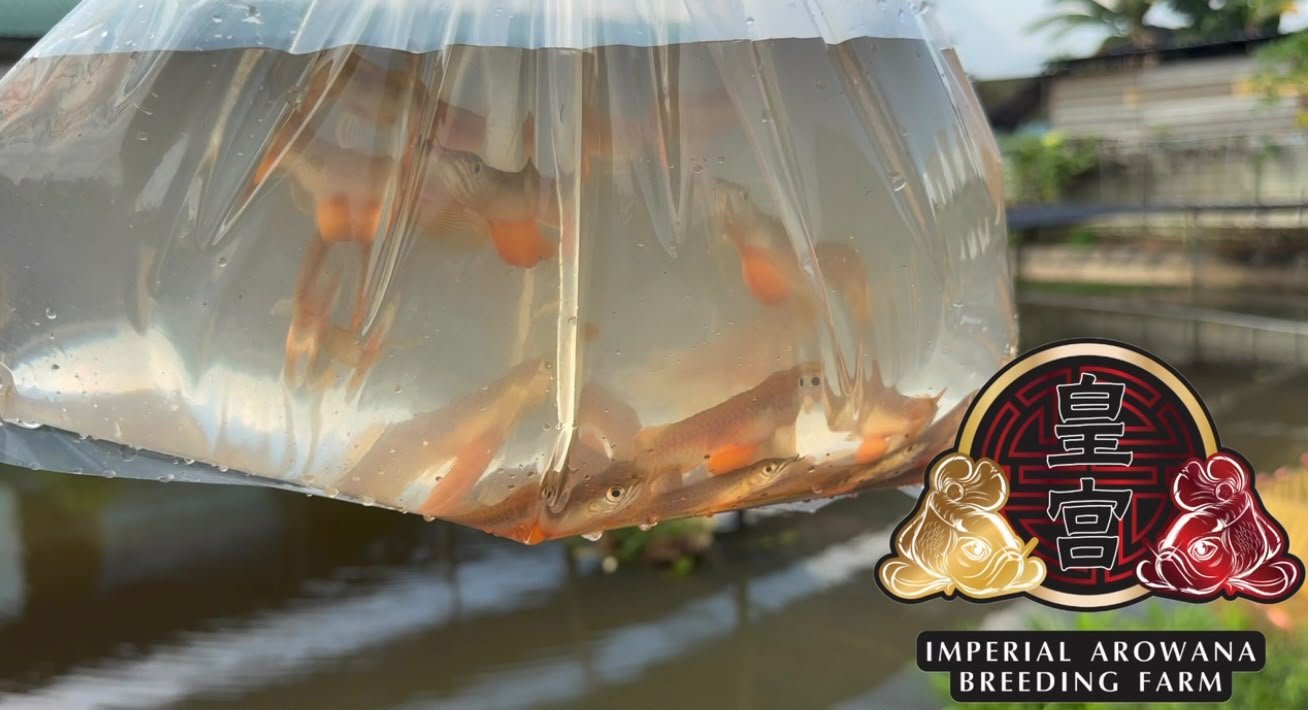 DNA and our arowana frys